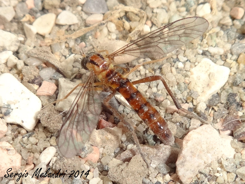 Vermileo sp. larve e adulti